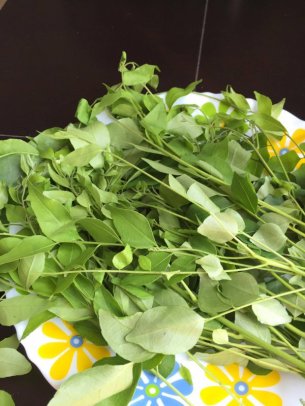 sweet-neem-leaves-optm