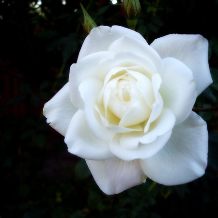 Guided Meditation to Release Stress & Pain